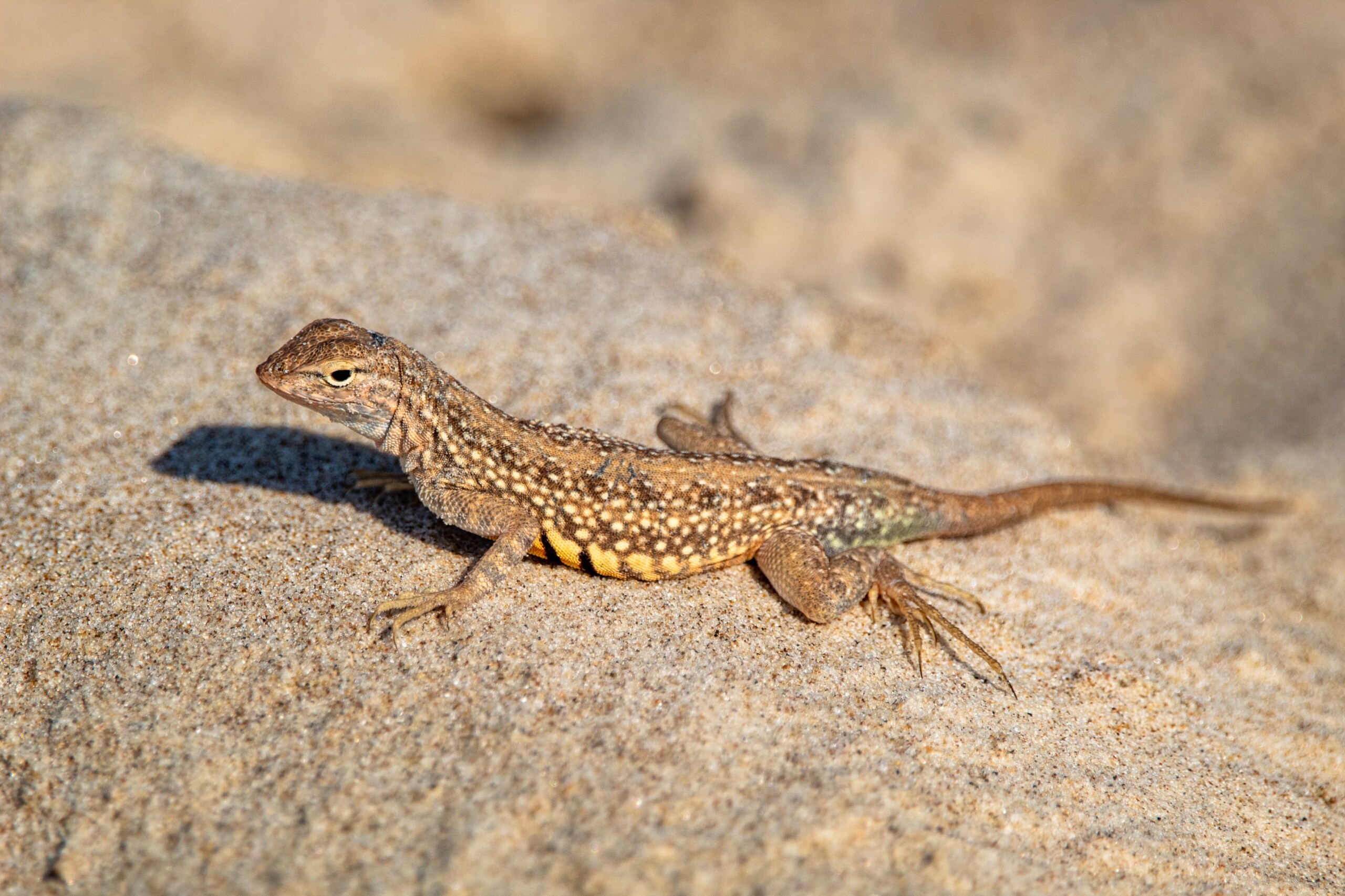 19 Facts About New York Lizards 