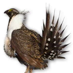 Greater sage-grouse. Credit: USFWS